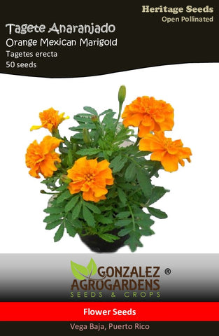 Tagete Anaranjado/Orange African Marigold